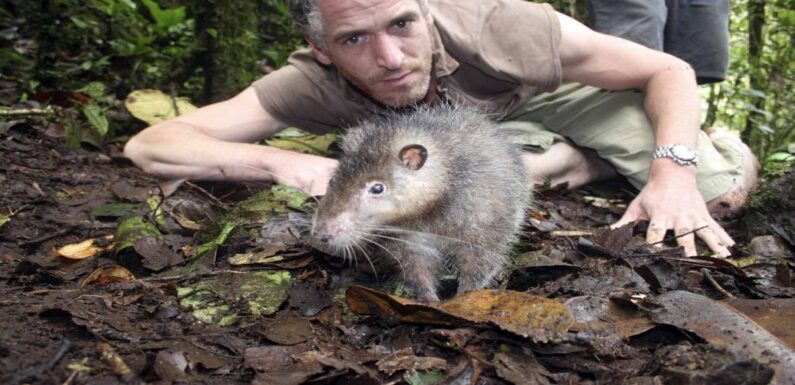 ФОТО: Самая большая крыса в мире