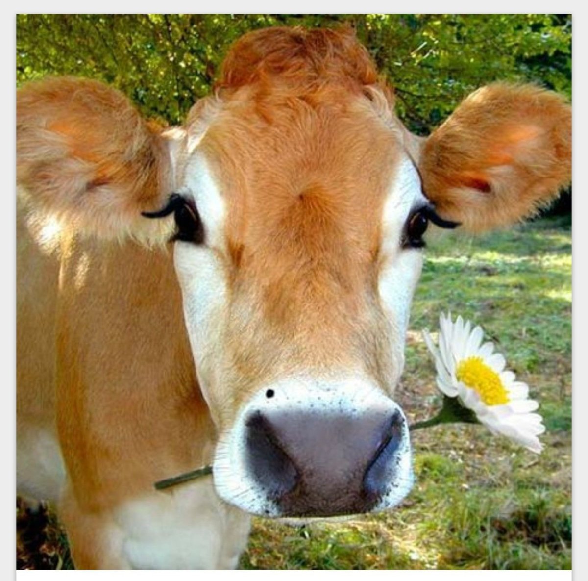 ФОТО: Клубничная корова 9