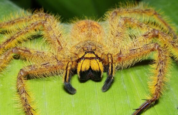ФОТО: Самый большой паук в мире