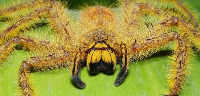 ФОТО: Самый большой паук в мире