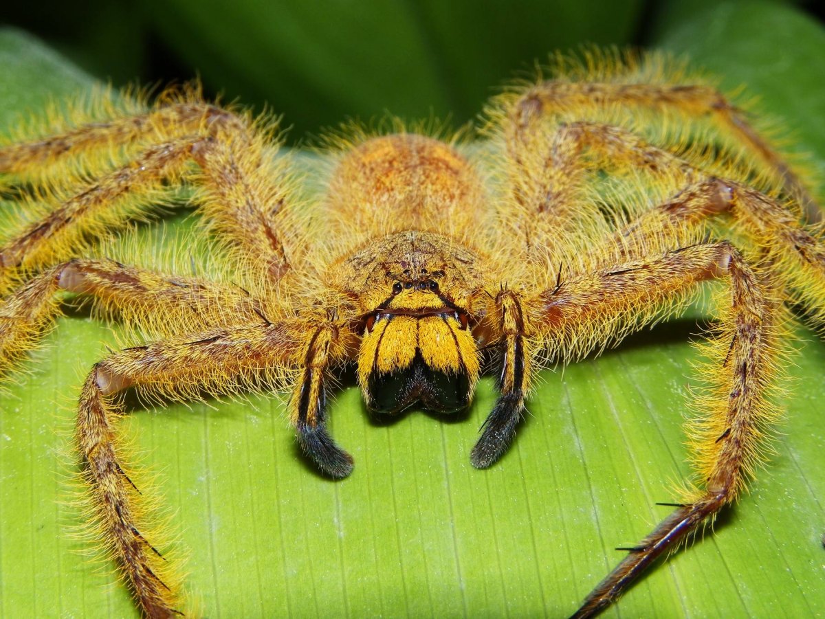 ФОТО: Самый большой паук в мире 1