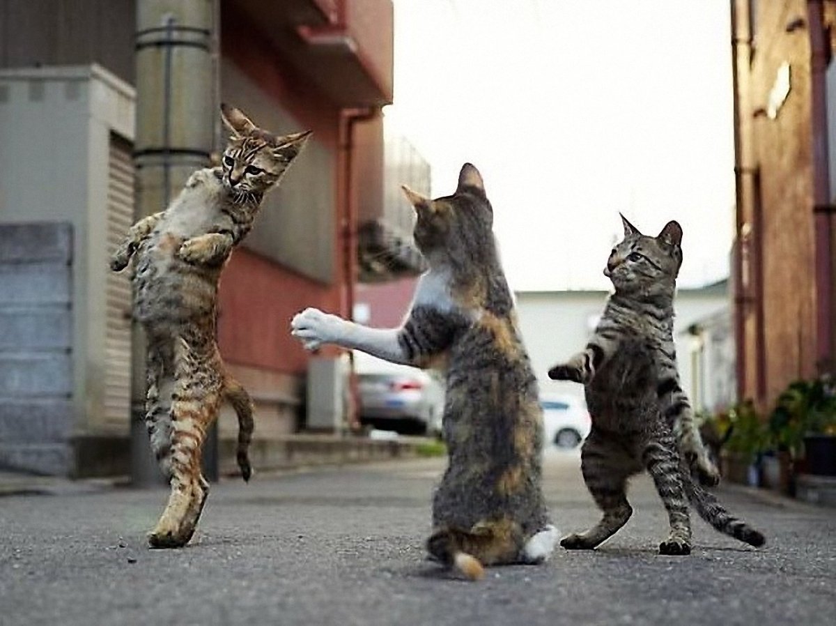 ФОТО: Танцующий кот 9