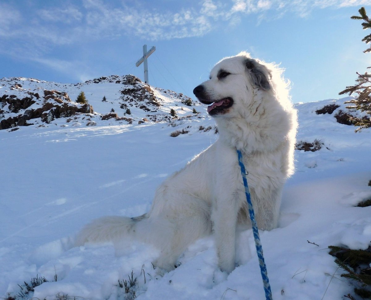 ФОТО: Пиренейская Горная собака 8
