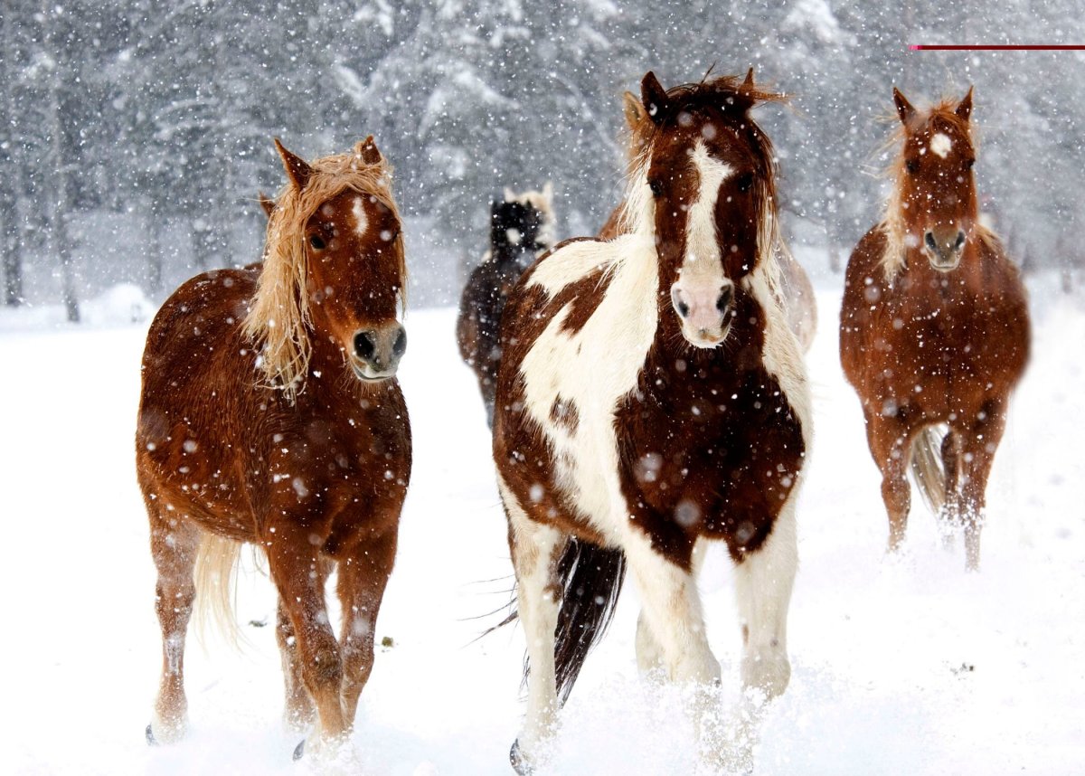 ФОТО: Три белых коня 9