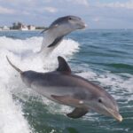 Бутылконосый Дельфин - шикарные фото 12