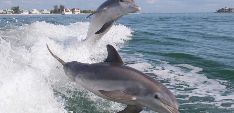 ФОТО: Бутылконосый Дельфин