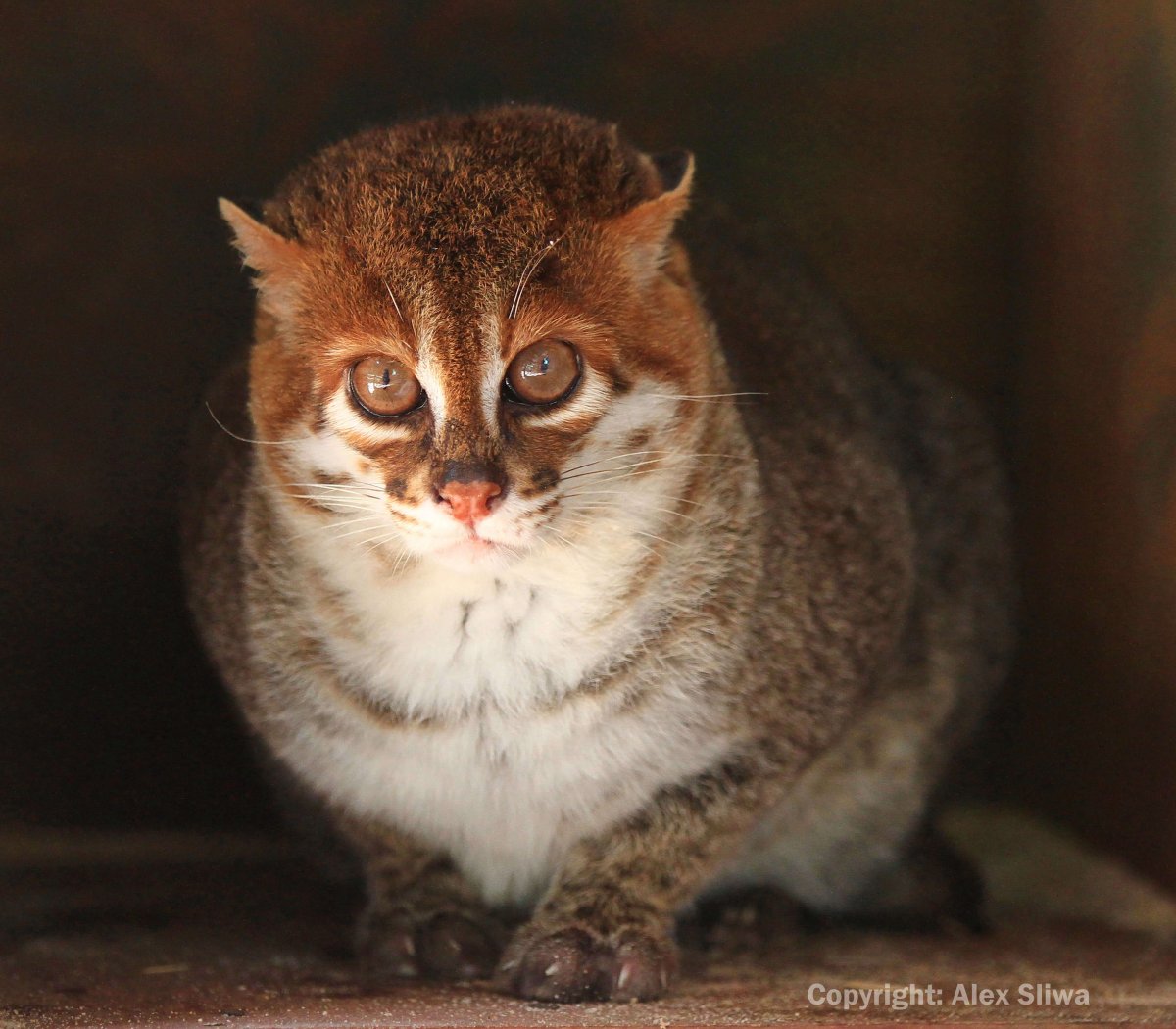 ФОТО: Суматранская кошка 8