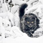 ФОТО: Йольський кіт 18 агресія