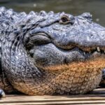 ФОТО: Аллигатор и крокодил 16 котенок