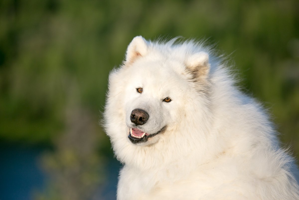 ФОТО: Большая белая пушистая собака 8