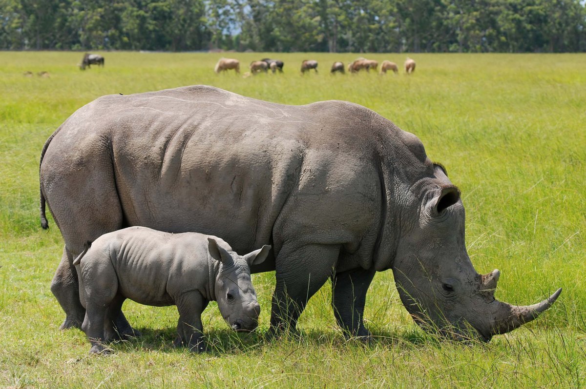 ФОТО: Яванский носорог 8