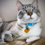 Косоглазый кот - забавные фоточки 19 тату