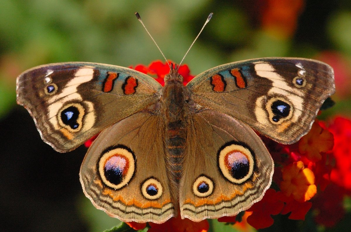 ФОТО: Виды бабочек 7