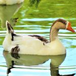 ФОТО: Водоплавающие птицы 87
