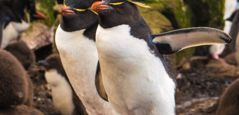 ФОТО: Виды пингвинов