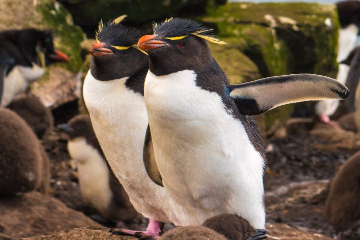 ФОТО: Виды пингвинов 1