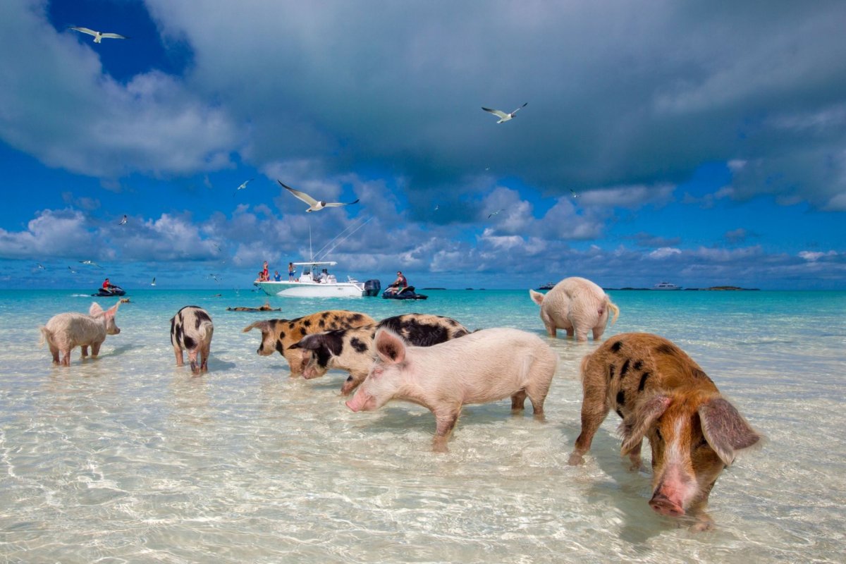 ФОТО: Свиньи на пляже Багамы 3