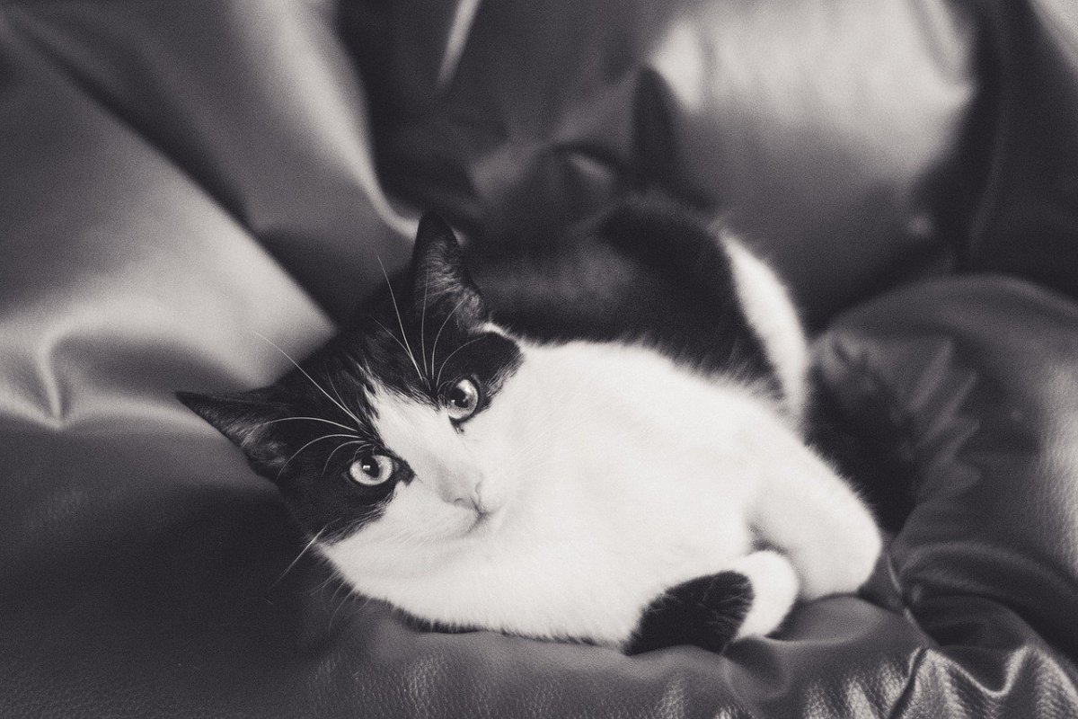 ФОТО: Черно белая кошка 2