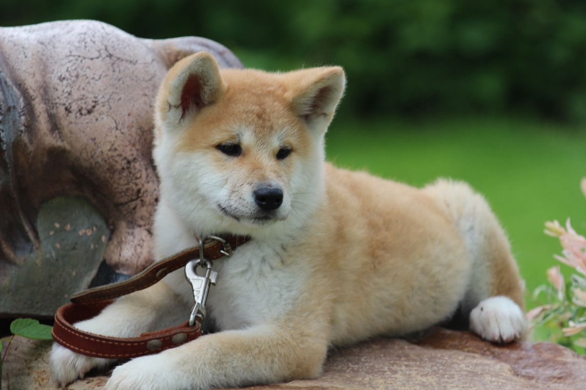 ФОТО: Японская порода собак Акита ину 7