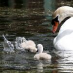 ФОТО: Лебедь на пруду 20 Ирина Антоненко