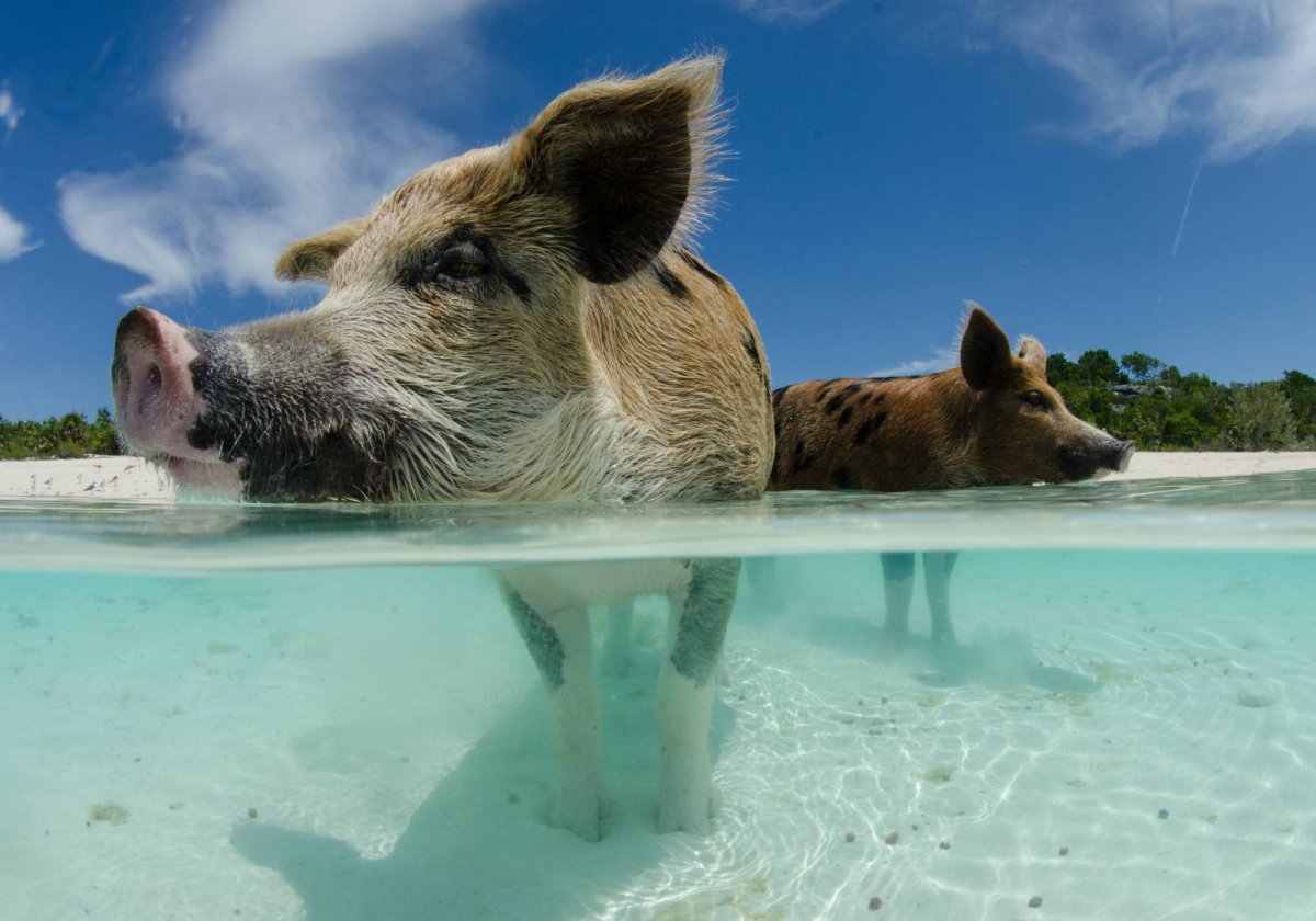 ФОТО: Свиньи на пляже Багамы 2