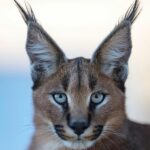 Порода кошек с кисточками на ушах 25