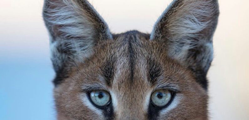 ФОТО: Порода кошек с кисточками на ушах