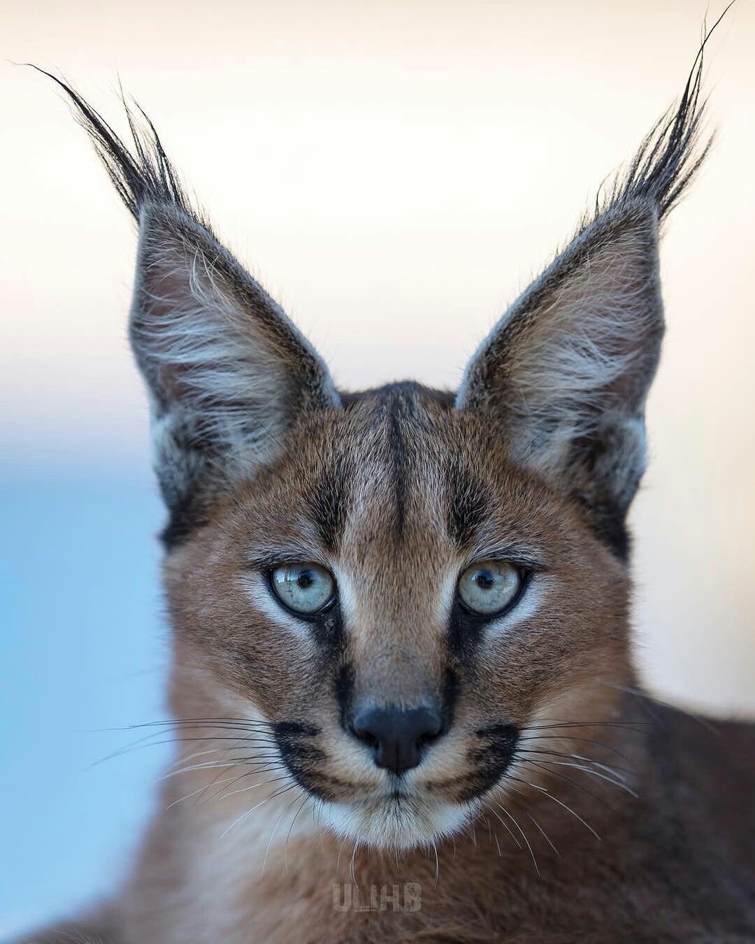 ФОТО: Порода кошек с кисточками на ушах 1