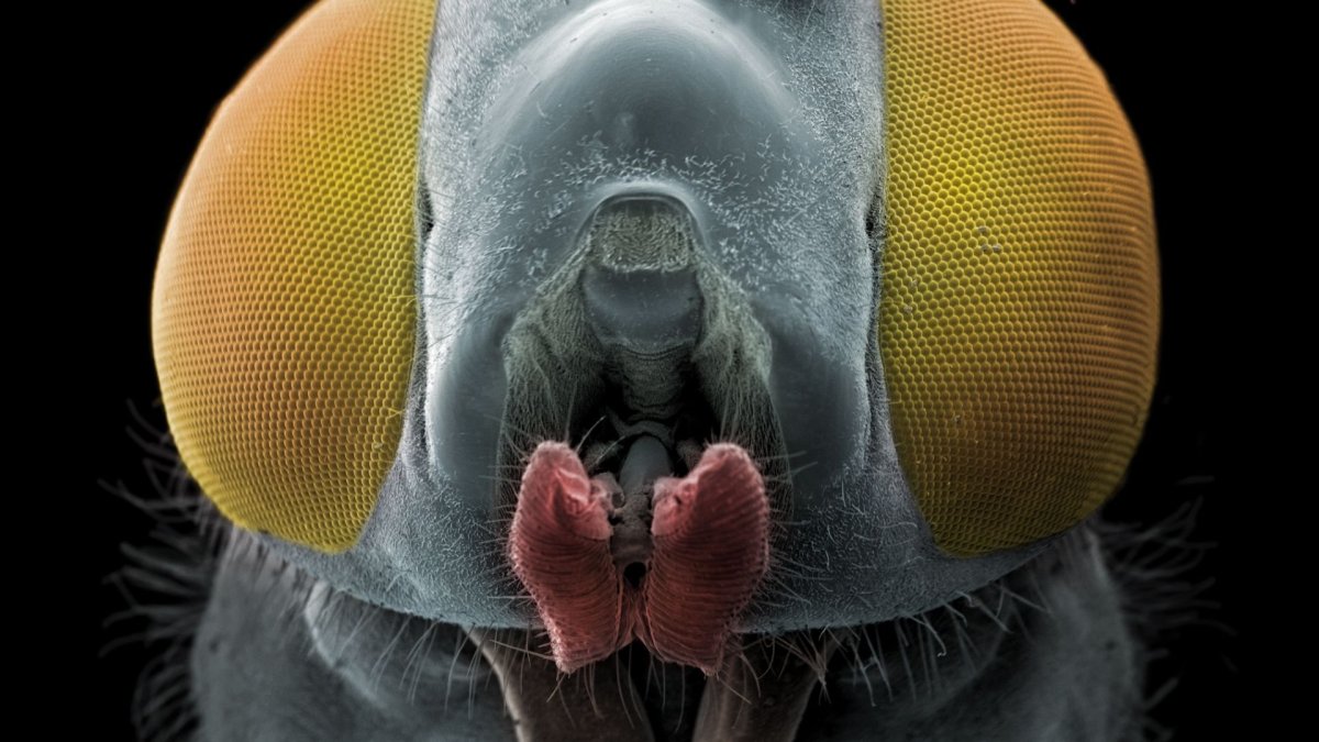 ФОТО: Насекомые под микроскопом 9