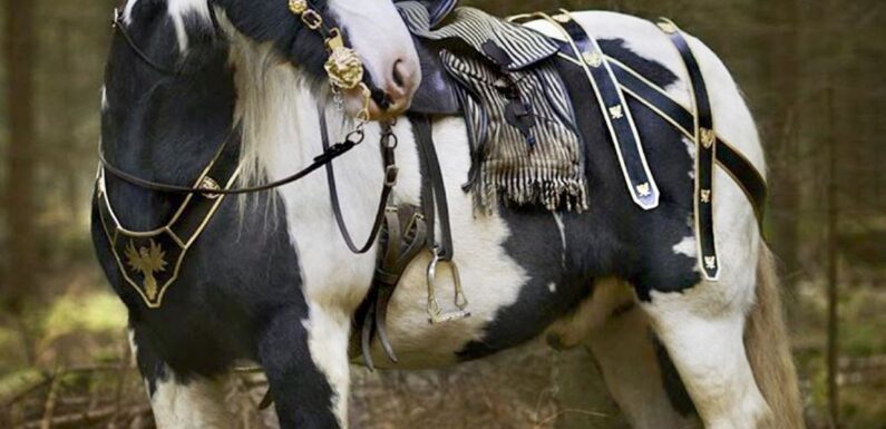 ФОТО: Богатырский конь