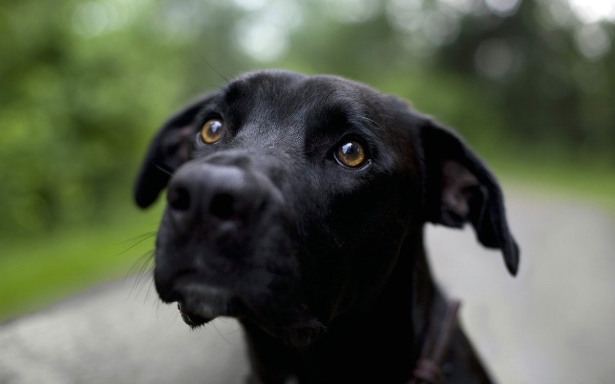Черная собака с голубыми глазами (ФОТО) 4