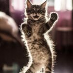 ФОТО: Танцующий кот 17 Собаку рвет