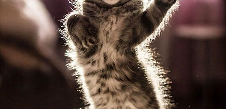 ФОТО: Танцующий кот