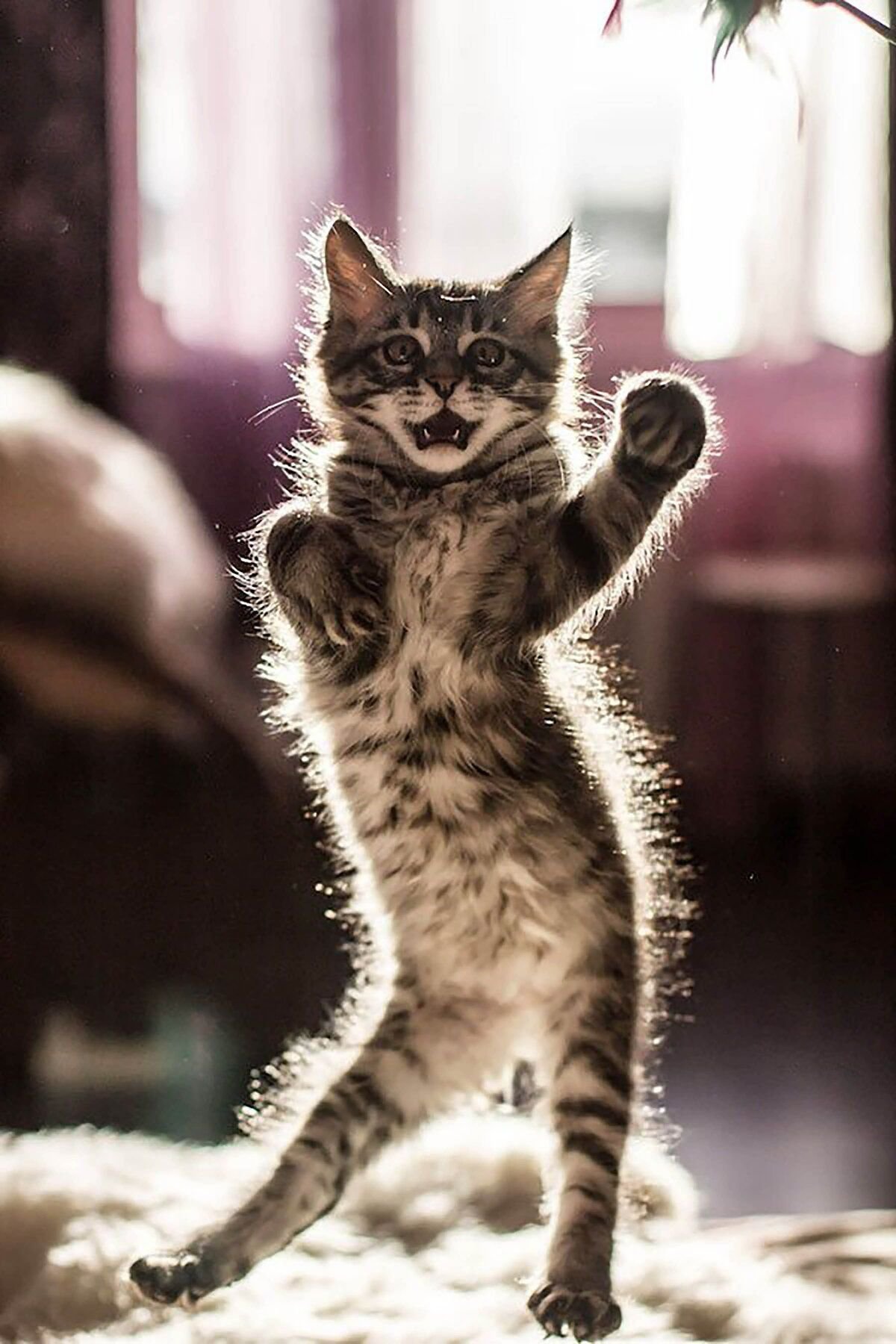 ФОТО: Танцующий кот 1