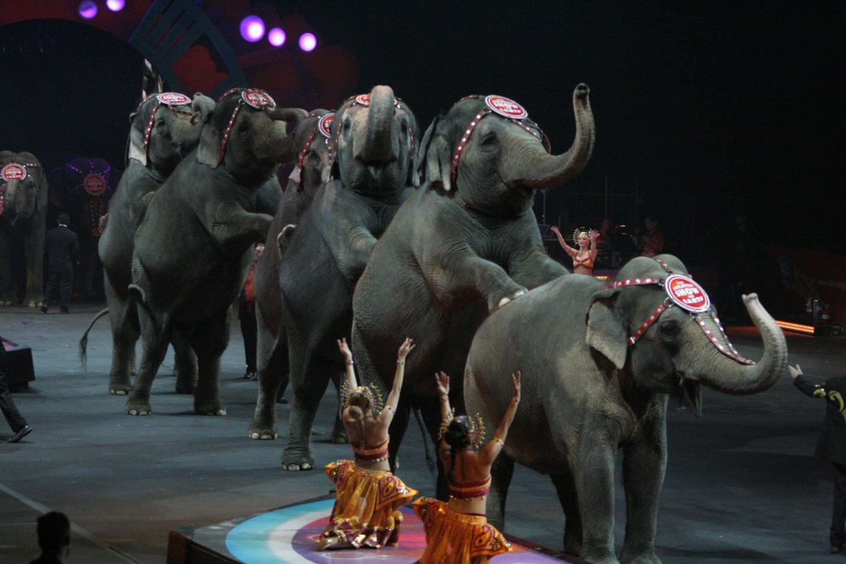 ФОТО: Слон в цирке 10