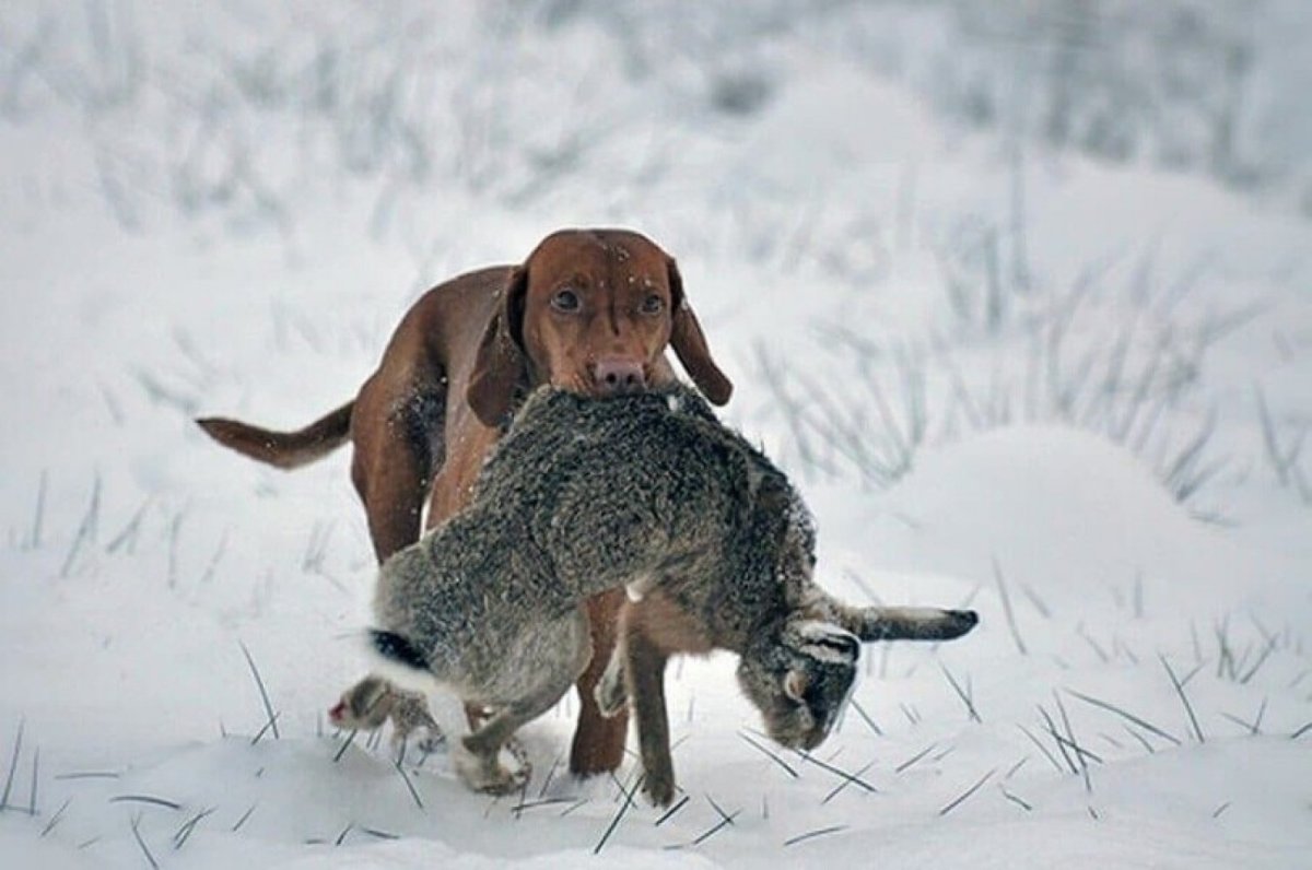 ФОТО: Охотничьи собаки 3
