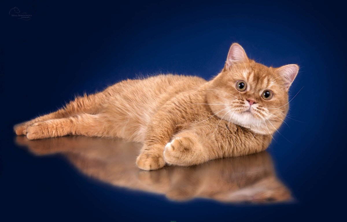 ФОТО: Рыжий британский кот 5