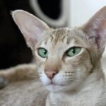 ФОТО: Порода кошек Ориентал 3