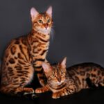 Бенгальская порода кошек 53 тату