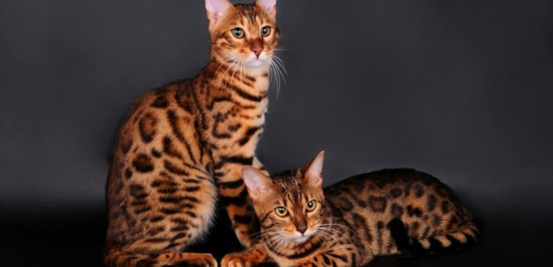 ФОТО: Бенгальская порода кошек