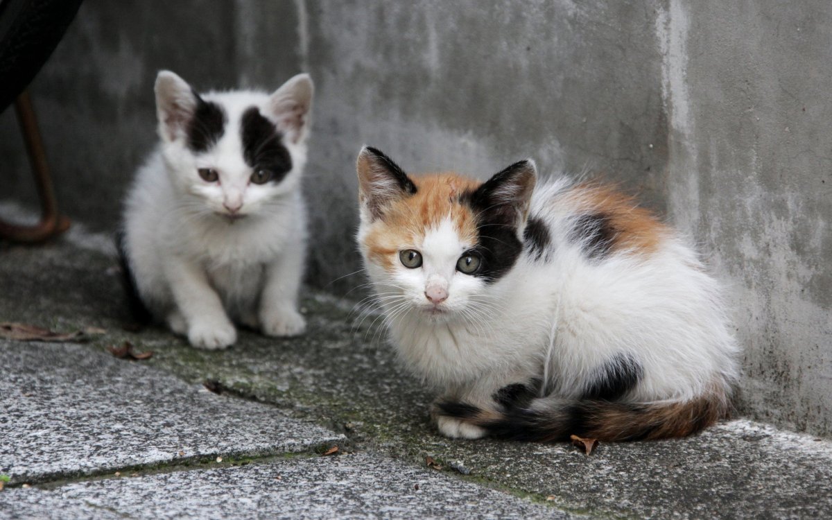 ФОТО: Бездомные кошки 2