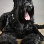 ФОТО: Черная лохматая собака 8 открытки