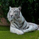ФОТО: Мазандаранский тигр 18 тату