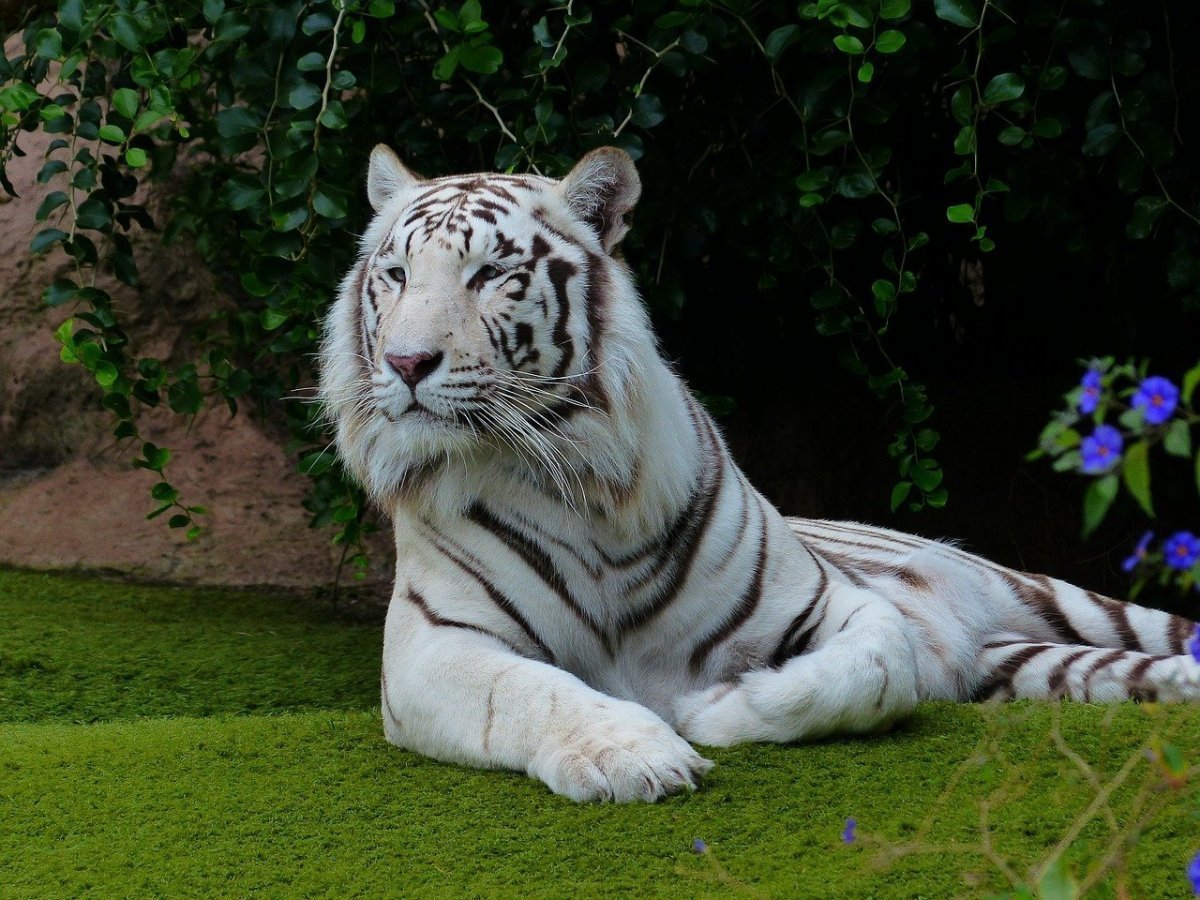 ФОТО: Мазандаранский тигр 1
