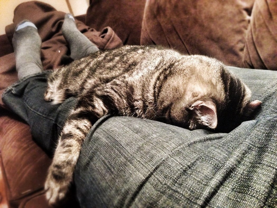 ФОТО: Уставший кот 3