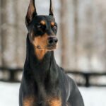 ФОТО: Черная собака с острыми ушами 7 лучшие фотокамеры