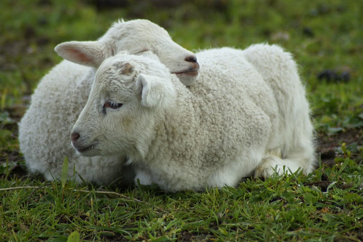 ФОТО: Белтекс овцы 9