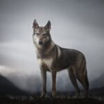 ФОТО: Чехословацкая Волчья собака 12 тату