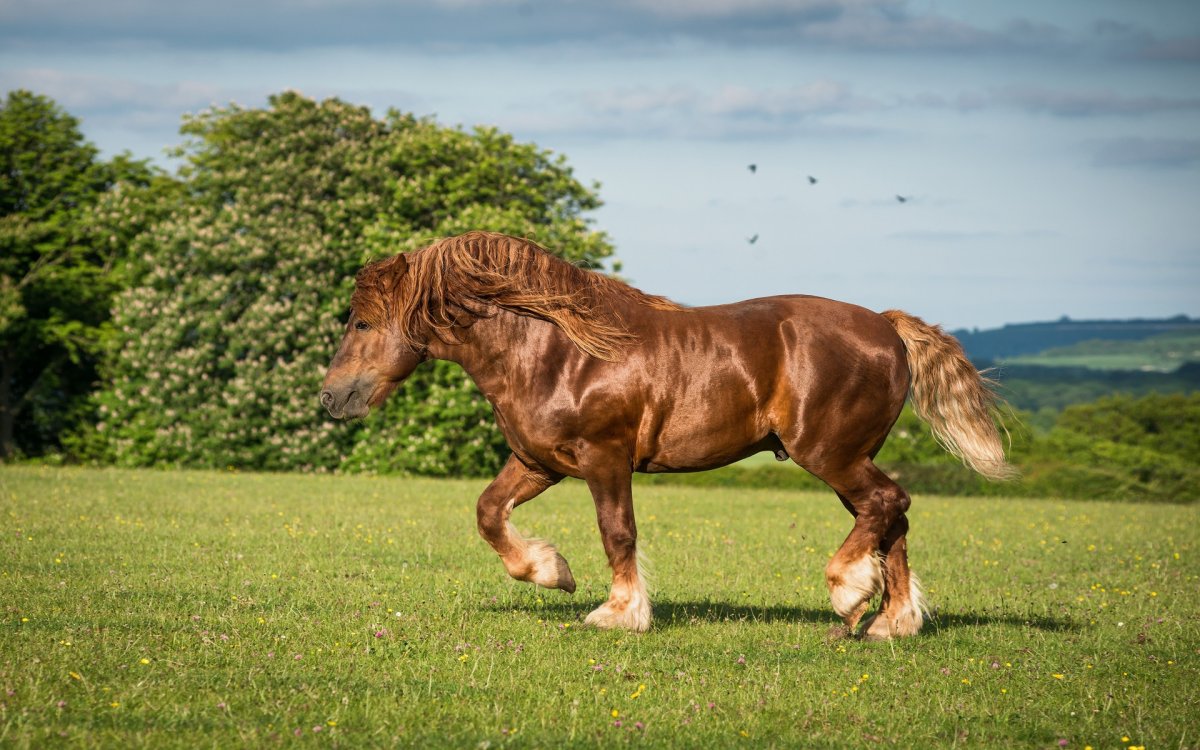 ФОТО: Самая большая лошадь 6