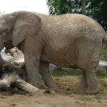 Слоны и мамонты - картинки 21 Орнелла Мути